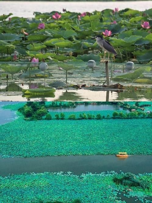 野生龍魚王圖片