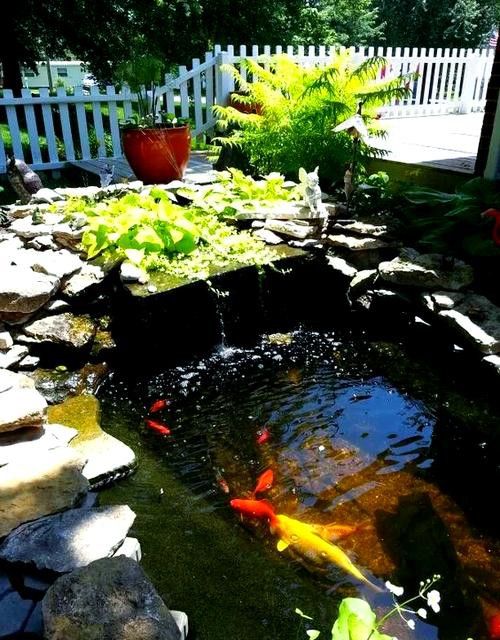 野生龍魚王圖片
