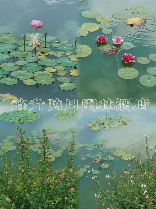 野生龍魚王圖片