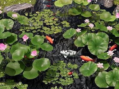 野生龍魚王圖片