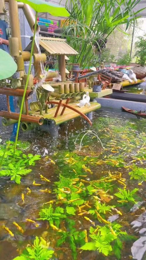 野生龍魚王圖片