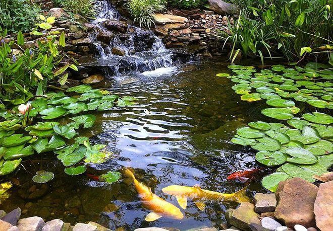野生龍魚王圖片