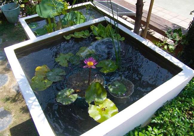 野生龍魚王圖片