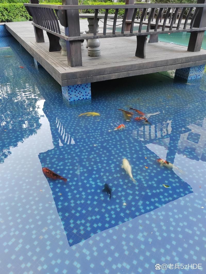野生龍魚王圖片