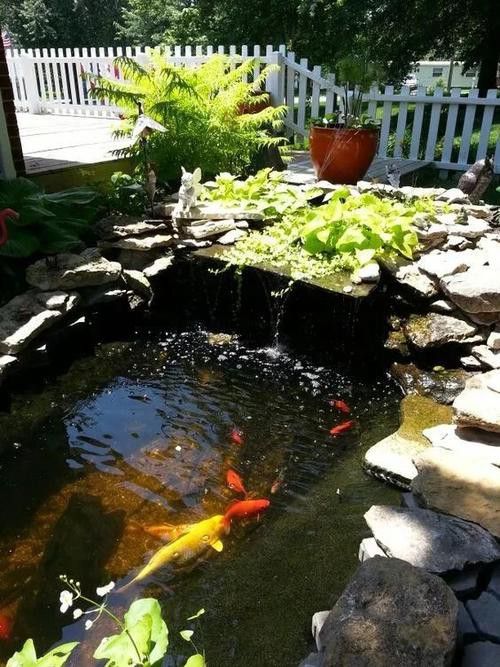 野生龍魚王圖片