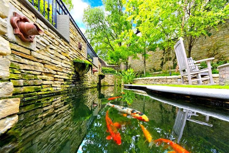 野生龍魚王圖片