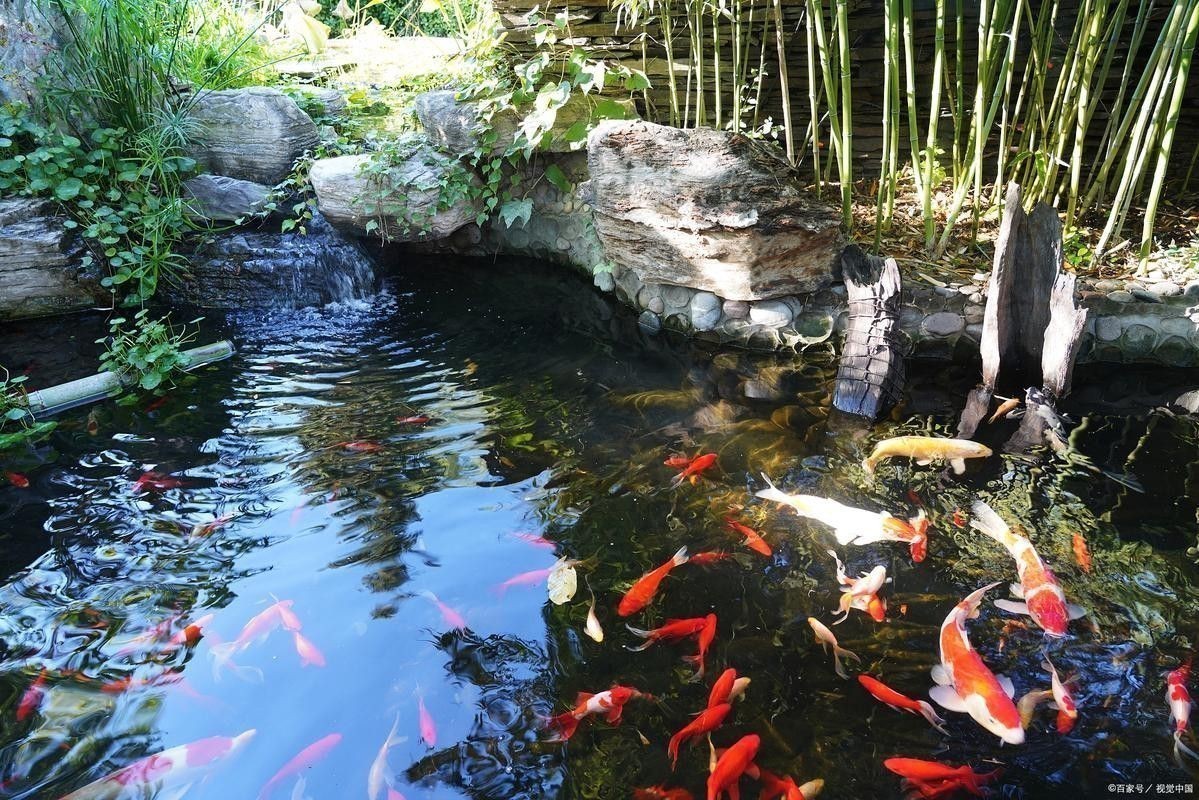 野生龍魚王圖片