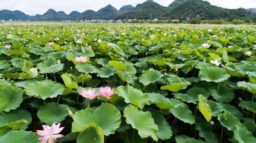 野生龍魚王圖片
