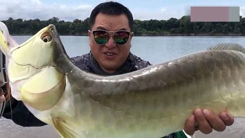 野生龍魚王圖片