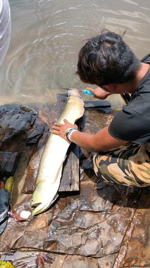 野生龍魚王圖片