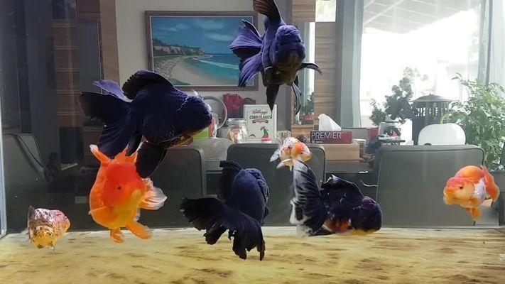 泰獅和龍魚混養好嗎：探討泰獅金魚和龍魚混養之前