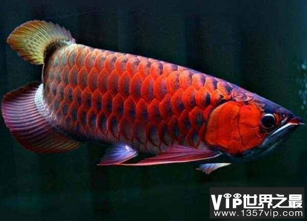 紅龍魚品種排名前十(十大最漂亮的龍魚品種排行榜前十的紅龍魚品種排行榜) 龍魚百科 第3張 紅龍魚品種排名前十(十大最漂亮的龍魚品種排行榜前十的紅龍魚品種排行榜) 紅龍魚品種排名前十(十大最漂亮的龍魚品種排行榜前十的紅龍魚品種排行榜) 龍魚百科 第3張