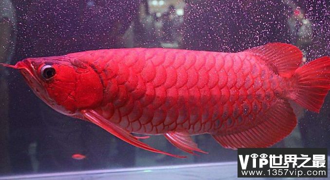 紅龍魚品種排名前十（十大最漂亮的龍魚品種排行榜前十的紅龍魚品種排行榜） 紅龍魚品種排名前十（十大最漂亮的龍魚品種排行榜前十的紅龍魚品種排行榜） 龍魚百科 第4張