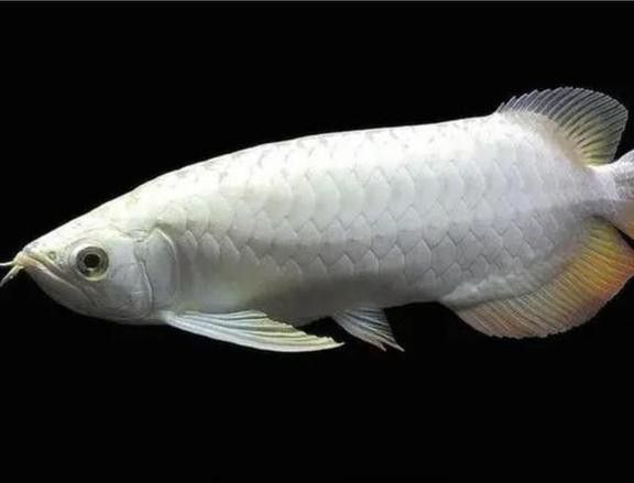 大型銀龍魚圖片欣賞