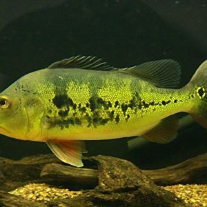 金老虎三間魚最忌三種東西