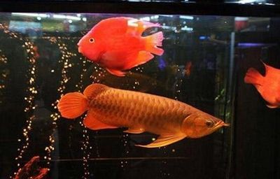印尼超血紅龍魚如何養(yǎng)（養(yǎng)殖印尼超血紅龍魚的方法）
