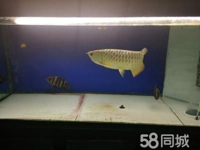 龍魚打虎魚會打到什么時候：龍魚和虎魚之間的爭斗可能會持續一段時間