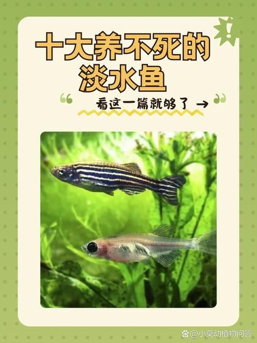 十大養不死的淡水魚有哪些圖片