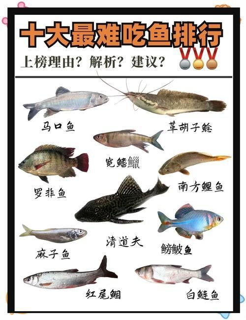 十大養不死的淡水魚有哪些圖片