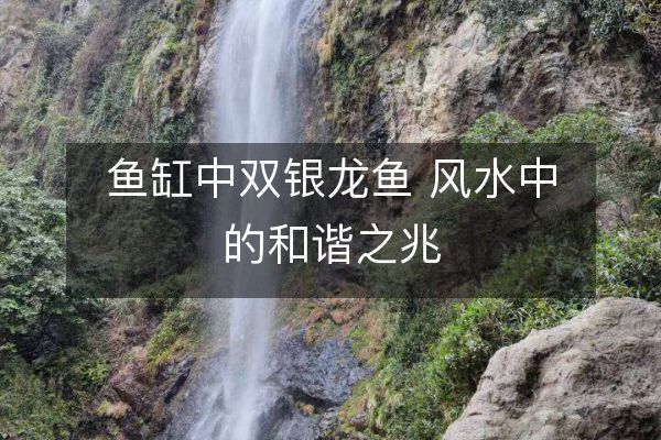銀龍魚與家居布局關系（如何通過銀龍魚提升家居運勢）