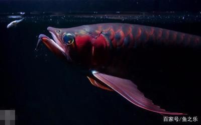 龍魚一直張開嘴怎么辦：龍魚一直張嘴怎么辦