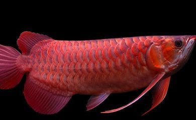 金龍魚發紅是因為什么原因：金龍魚發紅是什么原因