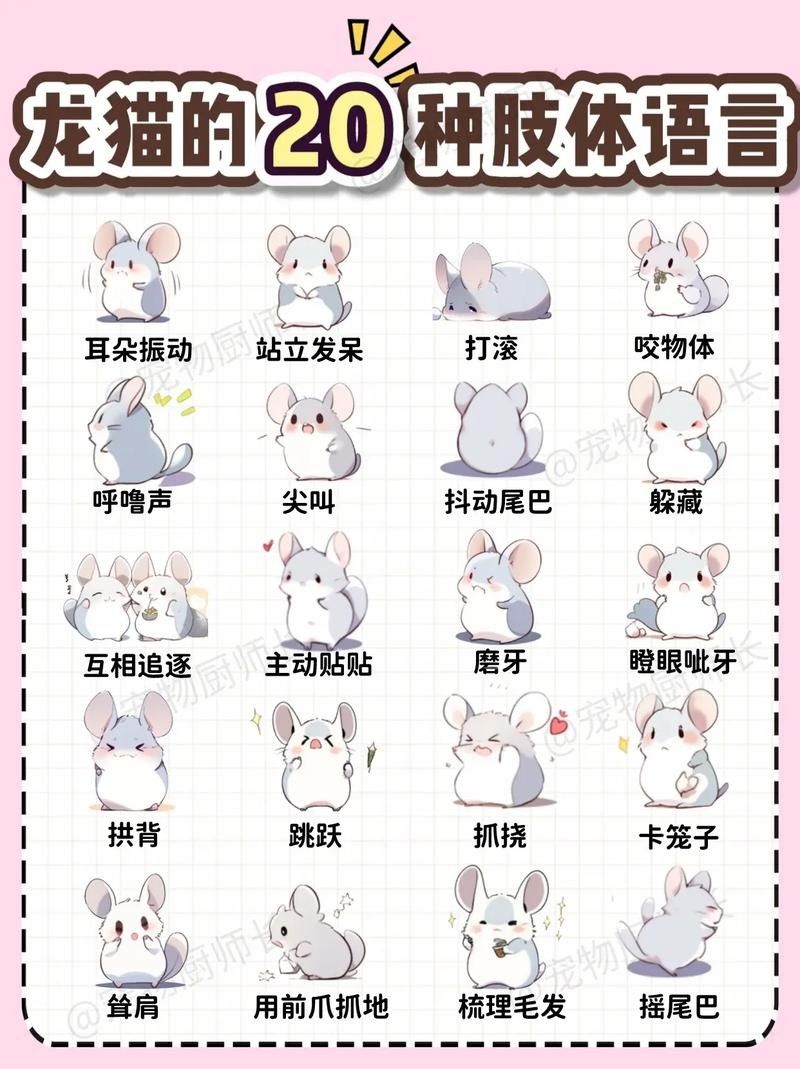 龍貓不認新主人怎么辦？ 龍貓不認新主人怎么辦？ 龍魚百科 第3張