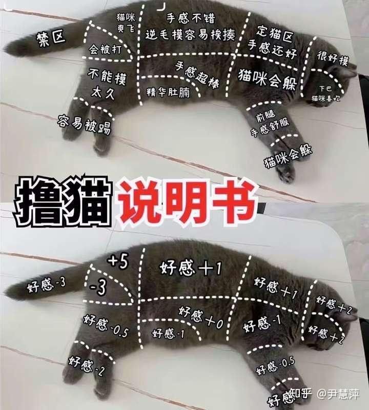 龍貓不認新主人怎么辦？ 龍貓不認新主人怎么辦？ 龍魚百科 第11張