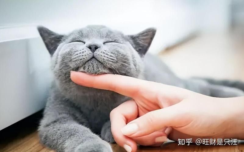 龍貓不認新主人怎么辦？ 龍貓不認新主人怎么辦？ 龍魚百科 第10張