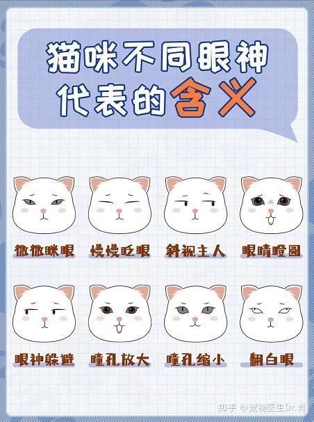 龍貓不認新主人怎么辦？ 龍貓不認新主人怎么辦？ 龍魚百科 第13張