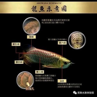 金龍魚怎么區分品種：金龍魚怎么區分品種，金龍魚品種區分方法是什么