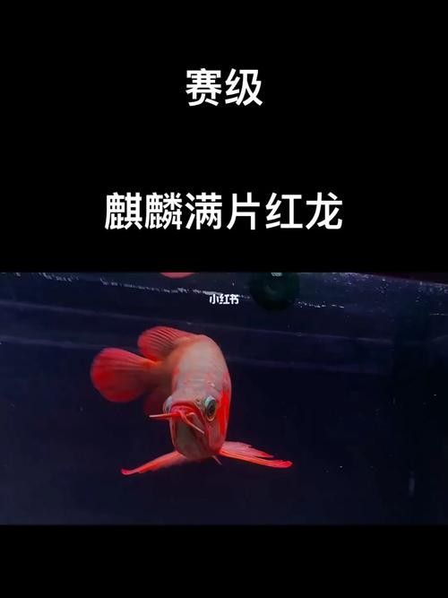 麒麟紅龍魚(yú)鳳凰紅龍魚(yú)赤血紅龍魚(yú)