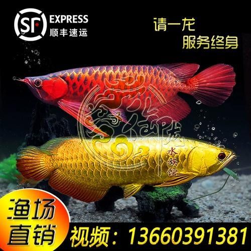 麒麟紅龍魚(yú)鳳凰紅龍魚(yú)赤血紅龍魚(yú)