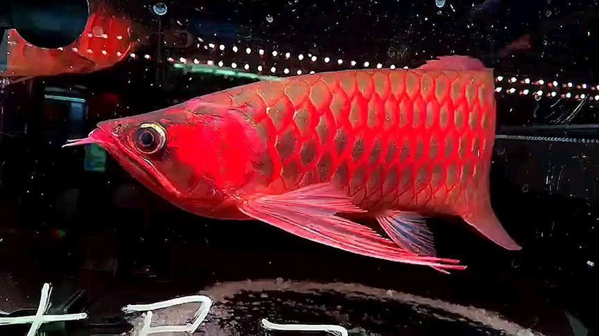 麒麟紅龍魚(yú)鳳凰紅龍魚(yú)赤血紅龍魚(yú)