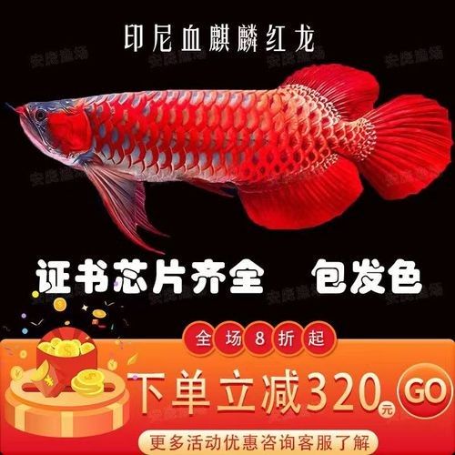 麒麟紅龍魚(yú)鳳凰紅龍魚(yú)赤血紅龍魚(yú)