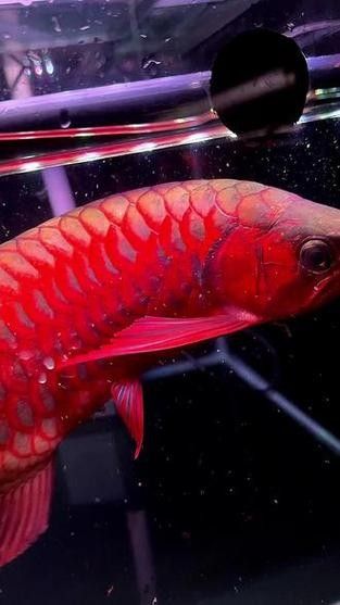 麒麟紅龍魚(yú)鳳凰紅龍魚(yú)赤血紅龍魚(yú)