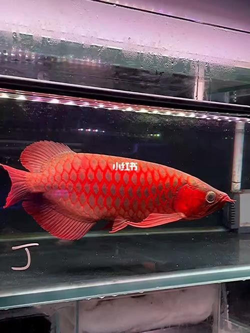麒麟紅龍魚(yú)鳳凰紅龍魚(yú)赤血紅龍魚(yú)