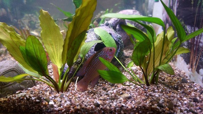 綠皮皇冠豹魚自制飼料配方，綠皮皇冠豹魚的自制飼料配方
