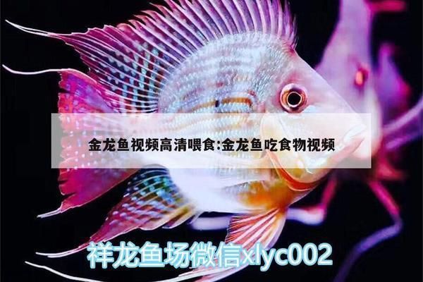 綠皮皇冠豹魚自制飼料配方，綠皮皇冠豹魚的自制飼料配方
