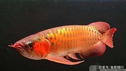 金龍魚的品相好壞可以從以下幾個方面進行觀察：金龍魚的品相好壞：如何看待金龍魚的品相好壞