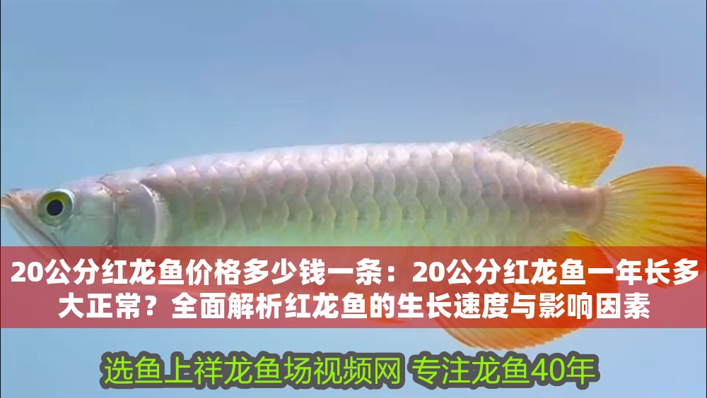 20公分紅龍魚價格多少錢一條：20公分紅龍魚一年長多大正常？全面解析紅龍魚的生長速度與影響因素