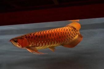 哪里回收龍魚：北京魚管家水族商家提供龍魚回收服務標明了全天津可服務