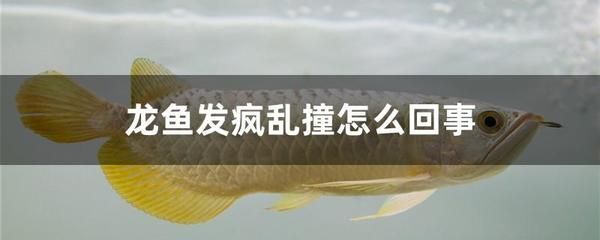 龍魚突然在缸里亂竄怎么回事啊：龍魚突然在缸里亂竄可能由多種原因引起，可能是多種原因引起