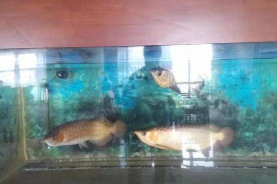 金龍魚拍賣市場有哪些記錄？