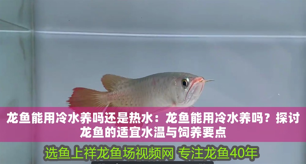 龍魚能用冷水養(yǎng)嗎還是熱水：龍魚能用冷水養(yǎng)嗎？探討龍魚的適宜水溫與飼養(yǎng)要點(diǎn)