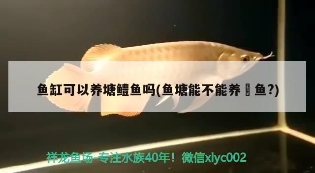 金龍魚溫度低翻白怎么救：金龍魚在低溫環境下翻白肚怎么辦