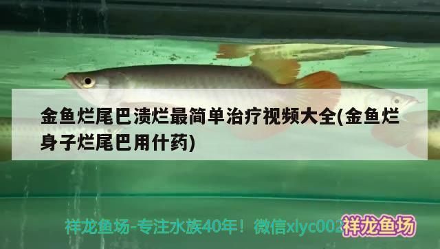 龍魚尾巴邊緣發白不齊怎么回事：龍魚尾巴邊緣發白不齊可能是由多種因素引起的，處理方法及處理方法 龍魚尾巴邊緣發白不齊怎么回事：龍魚尾巴邊緣發白不齊可能是由多種因素引起的，處理方法及處理方法 龍魚百科 第4張