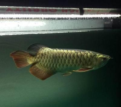 古典金龍魚(yú)的飼養(yǎng)環(huán)境（古典金龍魚(yú)的飼養(yǎng)環(huán)境一定要注意這幾點(diǎn)）