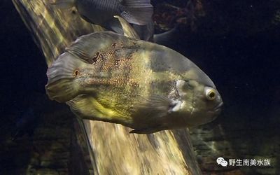 龍魚和皇冠三間混養（龍魚和皇冠三間可以混養嗎）
