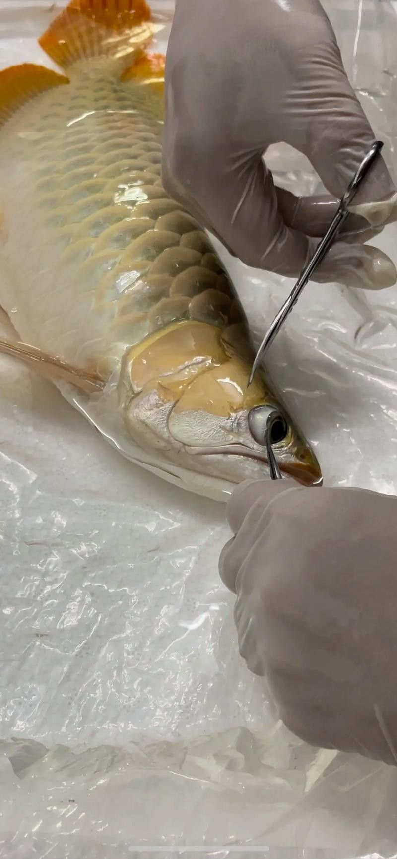 龍魚用什么麻藥消毒最好